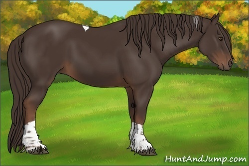 Horse Color:Liver Chestnut Tobiano