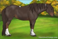 Horse Color:Liver Chestnut Tobiano 