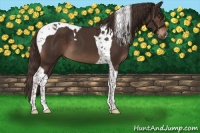 Horse Color:Liver Chestnut Tobiano 
