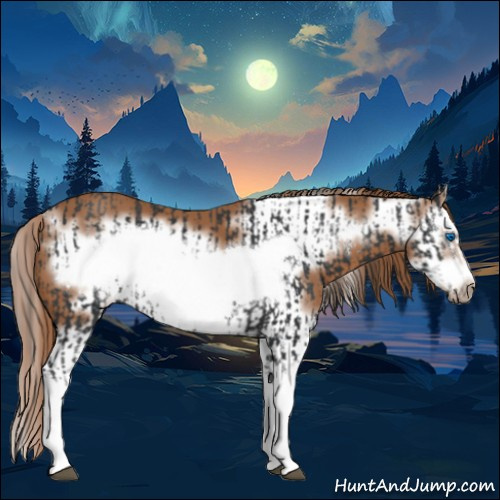 Horse Color:Black Splash Frame  and Chestnut Splash Frame 