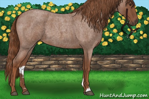 Horse Color:Red Roan 