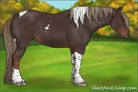 Horse Color:Liver Chestnut Tobiano 