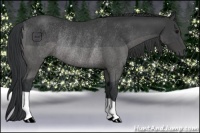 Horse Color:Black Rabicano 