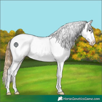 Horse Color:White Spotted Buckskin Appaloosa