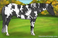 Horse Color:White Spotted Black