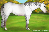 Horse Color:Gray Liver Chestnut 