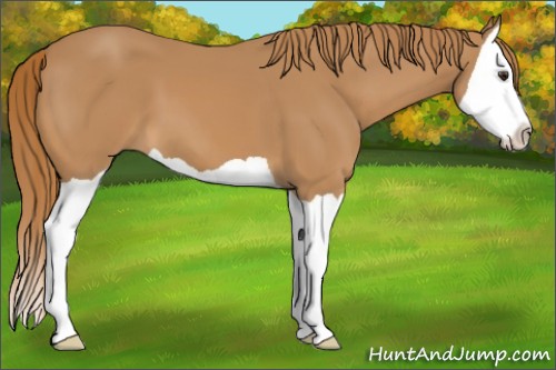 Horse Color:Chestnut Splash