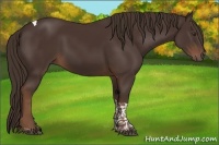Horse Color:Liver Chestnut Tobiano 