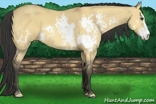 Horse Color:White Spotted Buckskin Dun Sabino Frame 