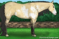 Horse Color:White Spotted Buckskin Dun Sabino Frame 