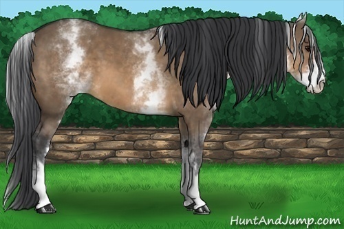 Horse Color:White Spotted Brown Dun Sabino