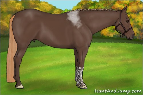 Horse Color:Liver Chestnut Tobiano