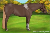 Horse Color:Liver Chestnut Tobiano 