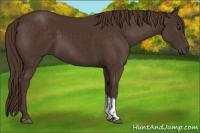 Horse Color:Liver Chestnut Tobiano 