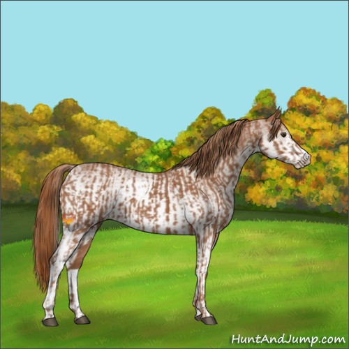 Horse Color:Chestnut and White Spotted Chestnut