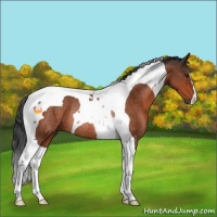 Horse Color:Bay Tobiano Rabicano