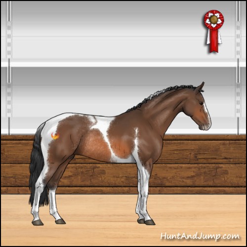 Horse Color:Bay Sabino Tobiano Rabicano 
