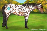 Horse Color:Bay Appaloosa 