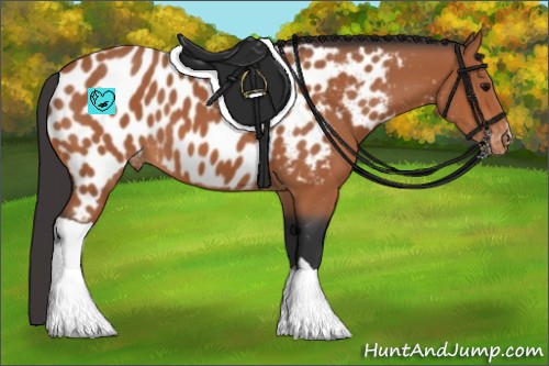 Horse Color:Bay Appaloosa 