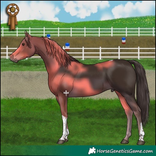 Horse Color:Liver Chestnut Tobiano 