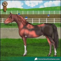 Horse Color:Liver Chestnut Tobiano 