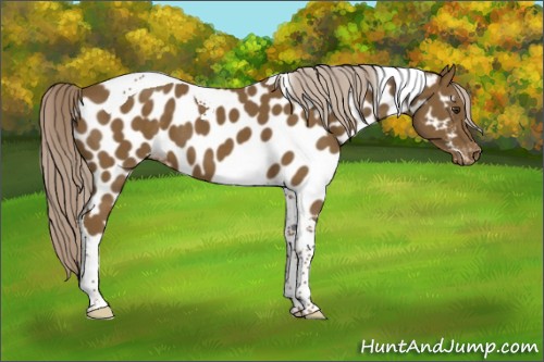 Horse Color:Chocolate Palomino Tobiano Near Leopard