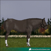 Horse Color:Liver Chestnut Tobiano 