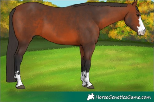 Horse Color:Bay 