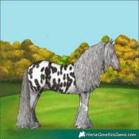 Horse Color:Liver Chestnut Mushroom Tobiano Appaloosa 