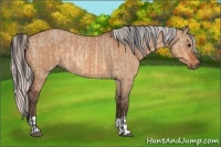 Horse Color:Bay Dun  and Silver Bay Dun 