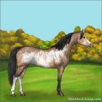 Horse Color:Unknown 