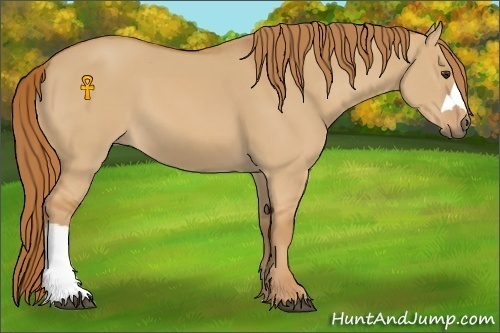 Horse Color:Red Dun 