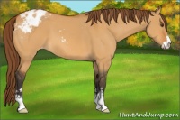 Horse Color:Buckskin Dun Sabino Appaloosa