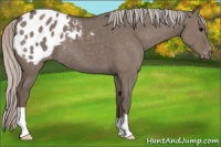 Horse Color:Silver Grullo Appaloosa