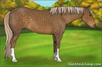 Horse Color:Chocolate Palomino 