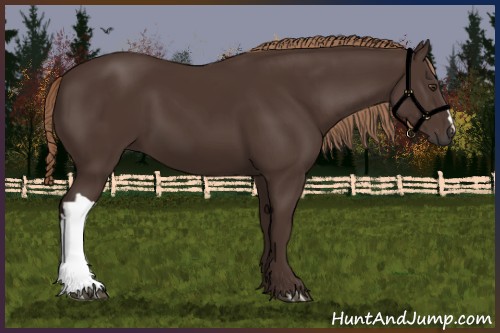 Horse Color:Liver Chestnut 