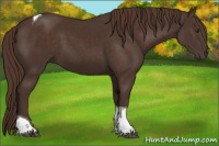 Horse Color:Liver Chestnut Tobiano 