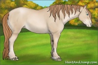Horse Color:Buckskin Pearl 