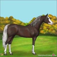 Horse Color:Silver Brown Splash 
