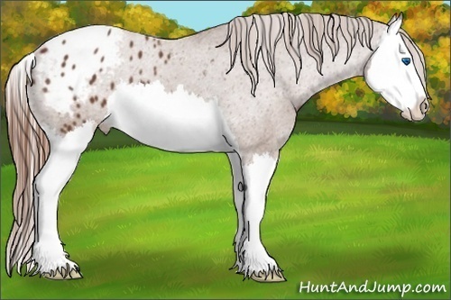 Horse Color:Chestnut Splash Appaloosa 