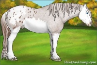 Horse Color:Chestnut Splash Appaloosa 