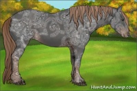 Horse Color:Liver Chestnut Ice 