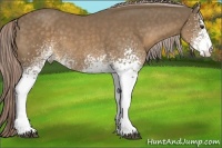 Horse Color:White Spotted Chocolate Palomino 