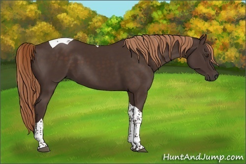 Horse Color:Liver Chestnut Tobiano 