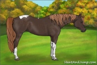Horse Color:Liver Chestnut Tobiano 