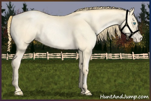 Horse Color:Buckskin Pearl 
