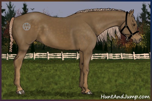 Horse Color:Chocolate Palomino 
