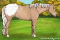 Horse Color:Silver Classic Champagne Appaloosa 