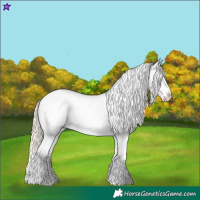 Horse Color:Palomino Appaloosa 
