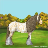 Horse Color:Buckskin Near Leopard